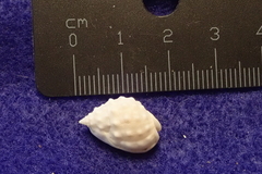 Nassarius granifer