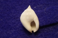 Nassarius granifer