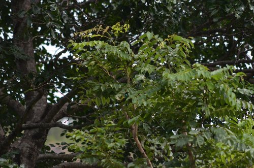 Variable Sunbird