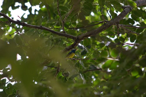 Collared Sunbird