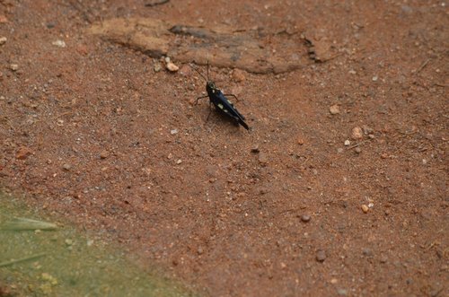 Heteropternis thoracica