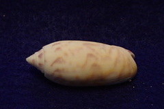 Oliva miniacea