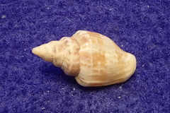 Strombidae