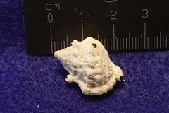 Bufonaria rana