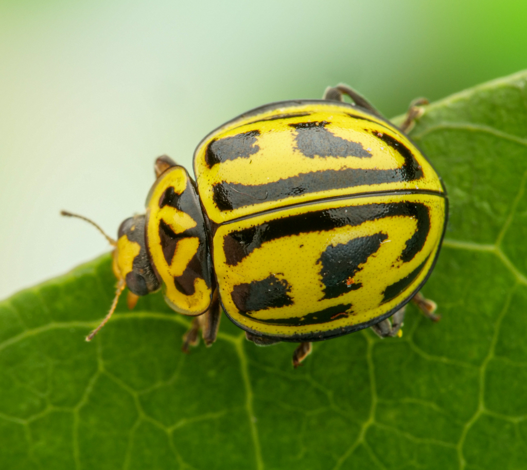 Archegleis interrupta