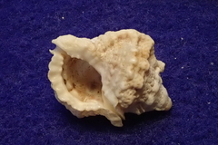 Bufonaria rana