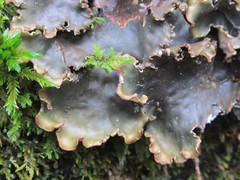 Peltigera elisabethae