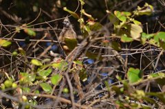 Colius striatus rhodesiae