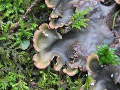 Peltigera elisabethae