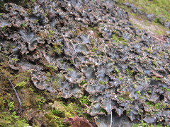 Peltigera elisabethae