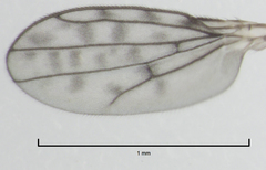 Nostima negramaculata