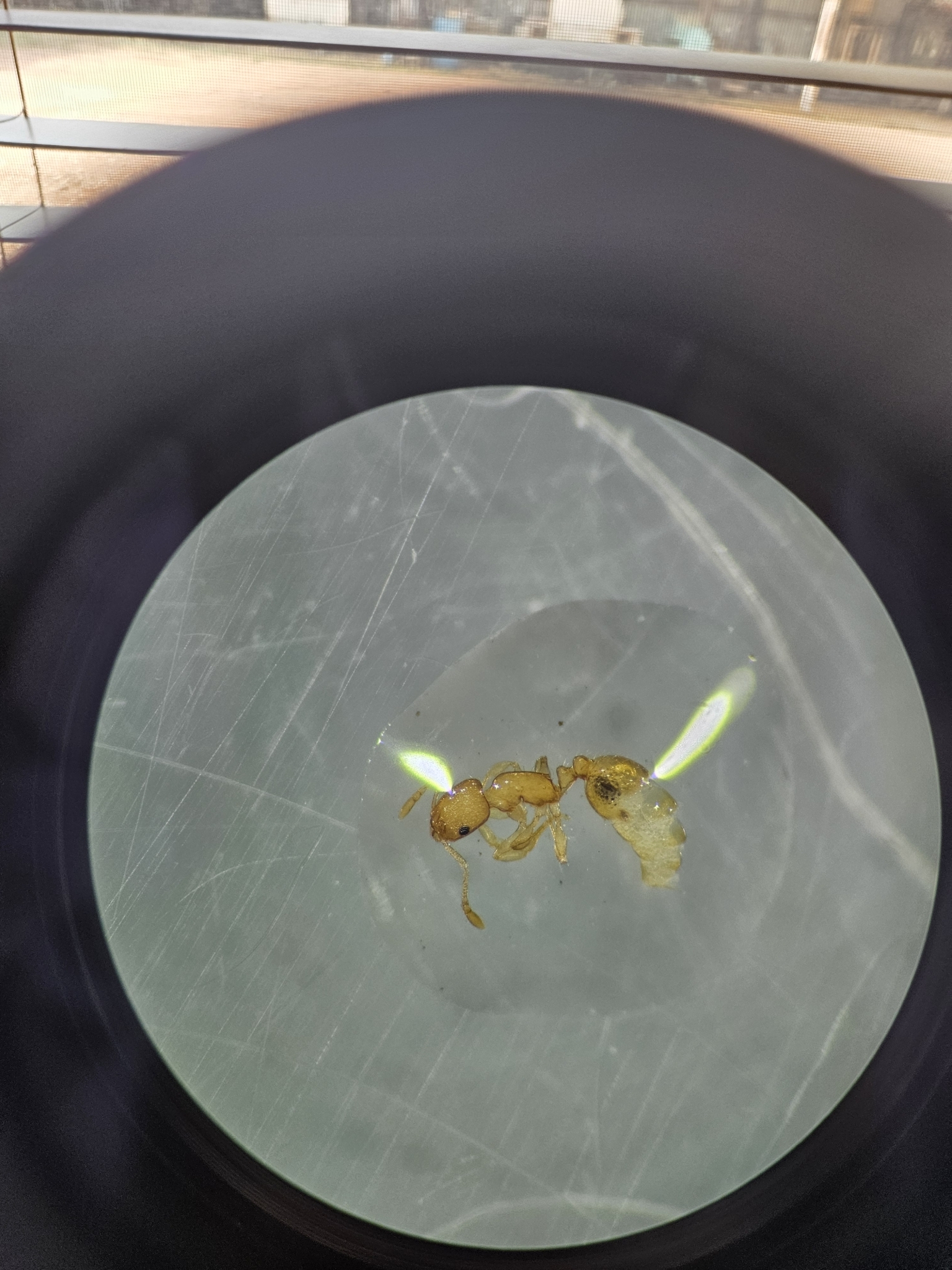 Temnothorax andersoni