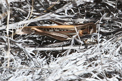 Austracris guttulosa