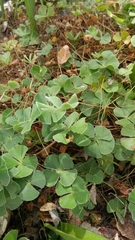 Marsilea macropoda