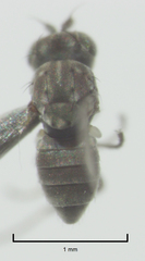 Nostima negramaculata