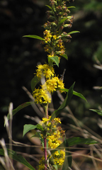 Solidago glomerata