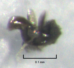 Nostima negramaculata