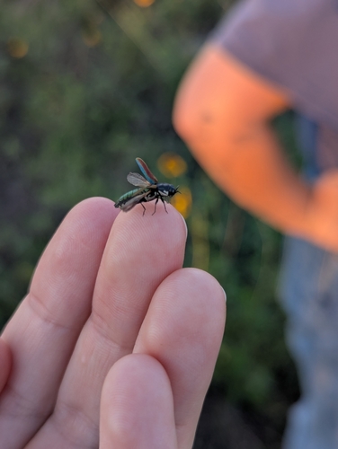 Agrilus pulchellus