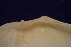 Scutarcopagia scobinata