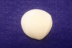 Scutarcopagia scobinata