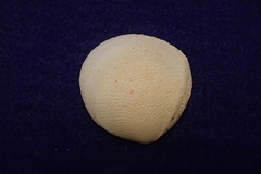 Scutarcopagia scobinata