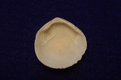 Scutarcopagia scobinata