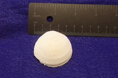 Scutarcopagia scobinata