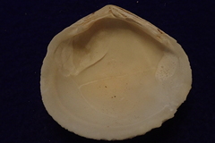 Scutarcopagia scobinata