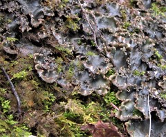 Peltigera elisabethae