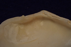 Scutarcopagia scobinata