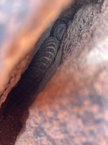 Moroccan Spiny-tailed Lizard