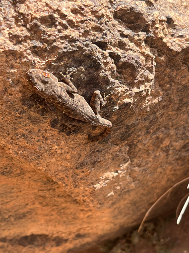Algerian Fan-fingered Gecko