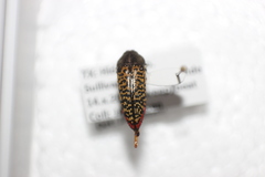 Acmaeodera haemorrhoa