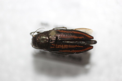 Buprestis lineata