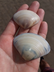 Austromactra rufescens