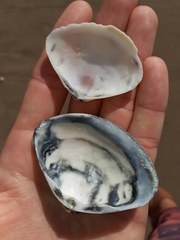 Austromactra rufescens