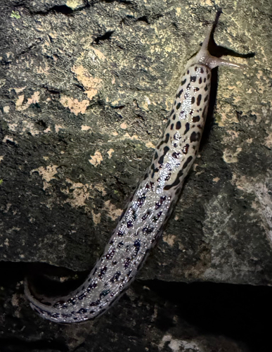 Limax maximus