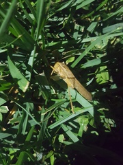 Neoconocephalus robustus