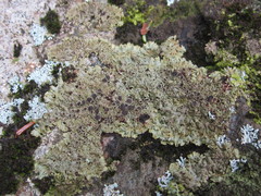 Phaeophyscia endococcinodes
