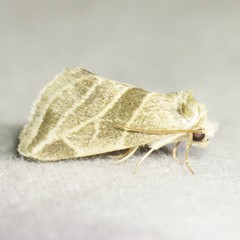 Plagiomimicus tepperi