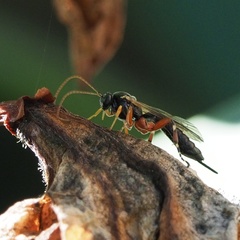 Itoplectis alternans