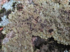 Phaeophyscia endococcinodes