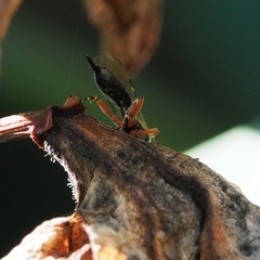 Itoplectis alternans