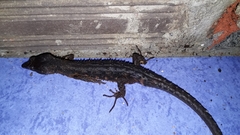 Echinosaura