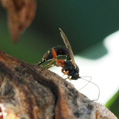 Itoplectis alternans