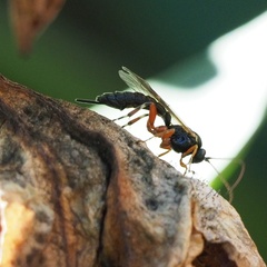 Itoplectis alternans