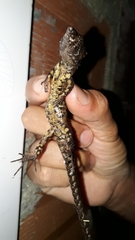 Echinosaura