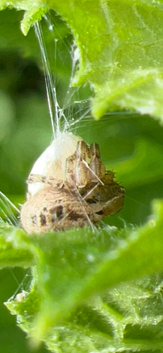 Xysticus auctificus photo 4