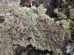 Phaeophyscia endococcinodes