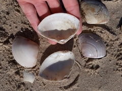 Austromactra rufescens